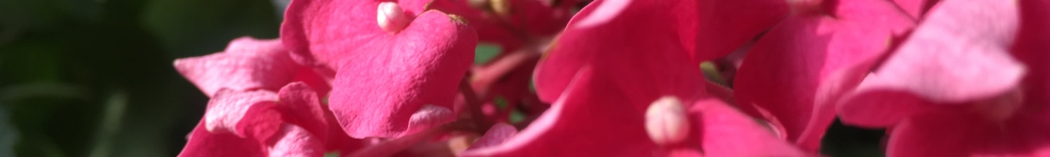 DEG hydrangea